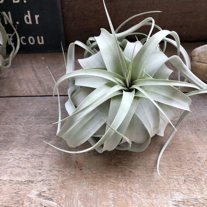 ニコラカバニス直筆サイン2Lサイズ写真… セール中…ニコラ・カバニス